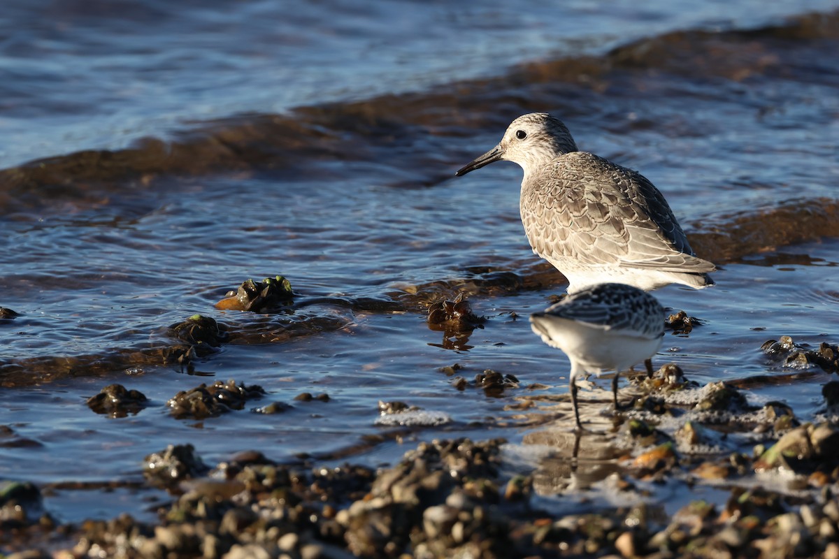 Red Knot - ML642119322