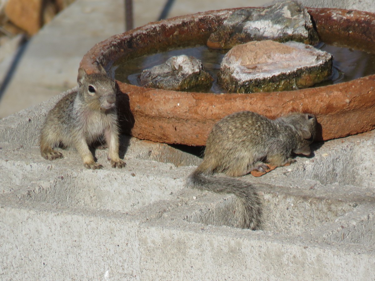 Arizona Rock Squirrel - Ron Batie