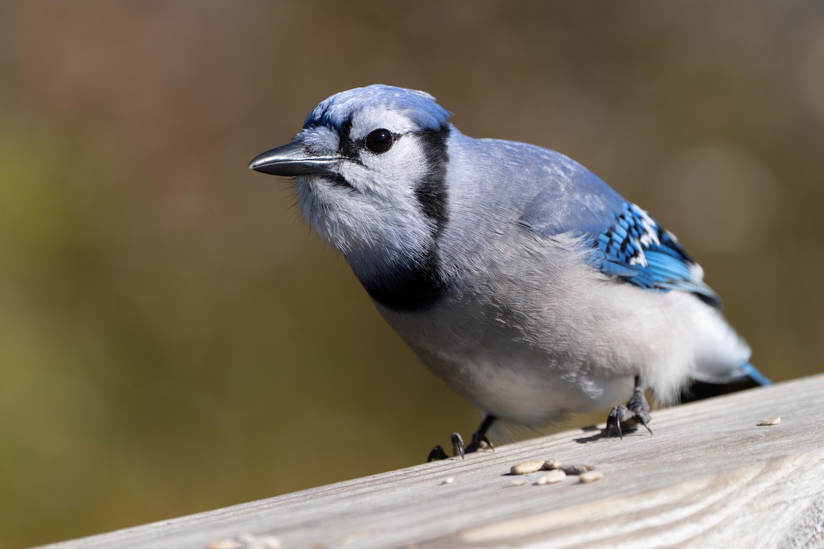 Blue Jay - ML642119335