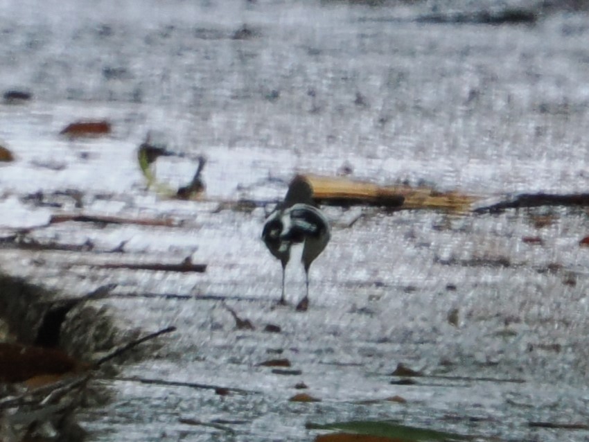 Slaty-backed Forktail - ML642119353