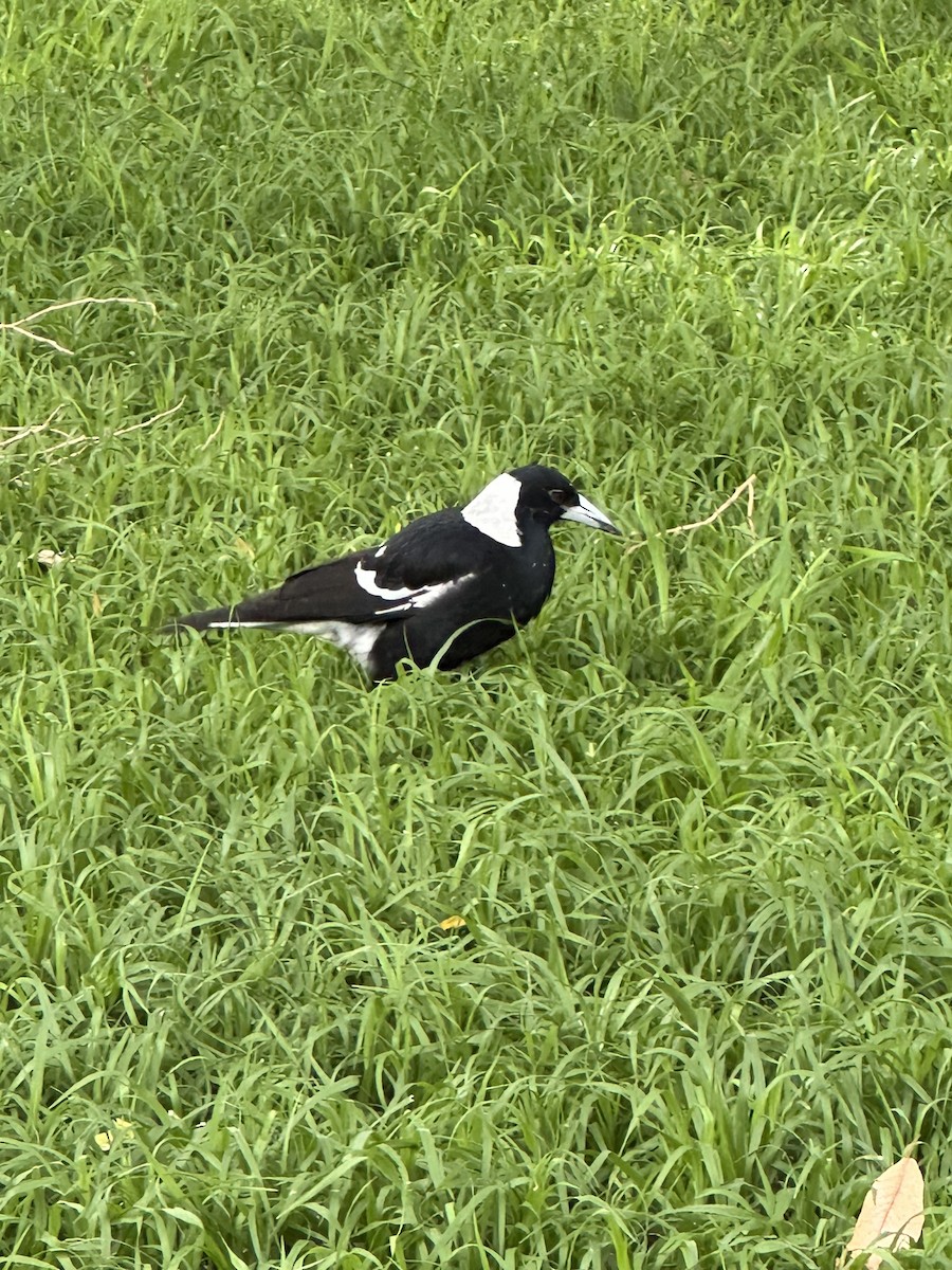 Australian Magpie - ML642119354