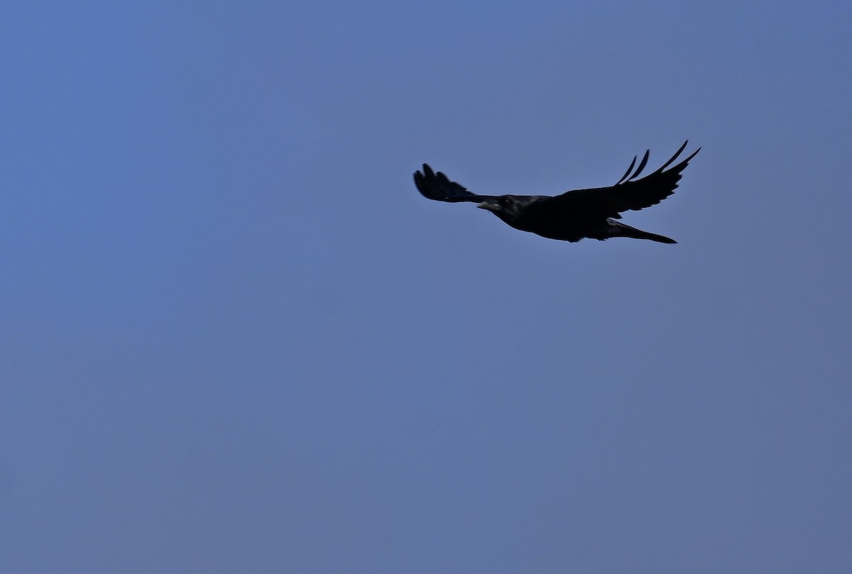 Common Raven - ML642119362