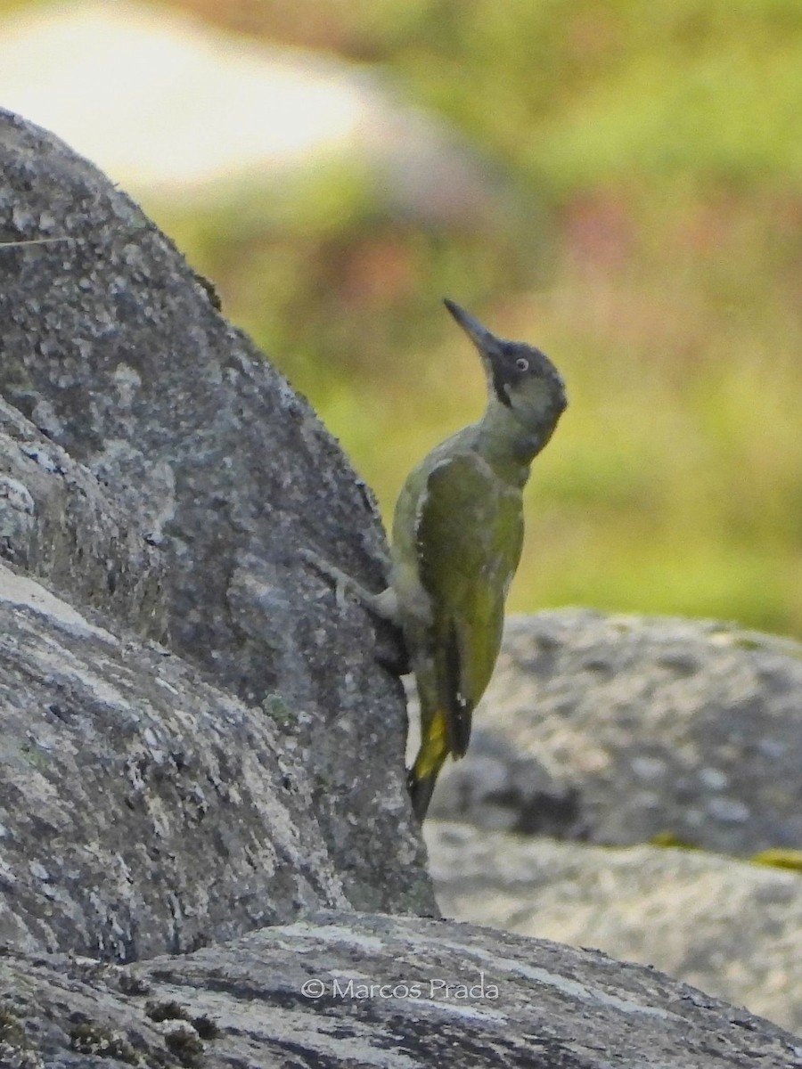 Iberian Green Woodpecker - ML642119364