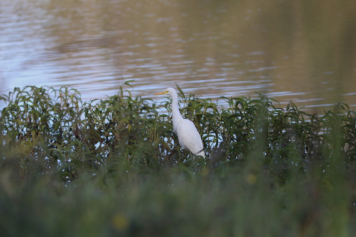 Plumed Egret - ML642119366
