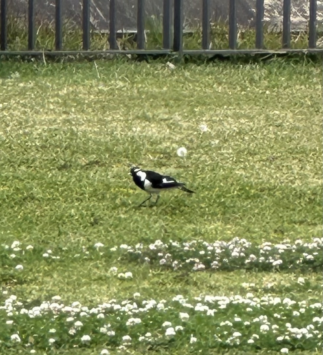 Magpie-lark - ML642119368
