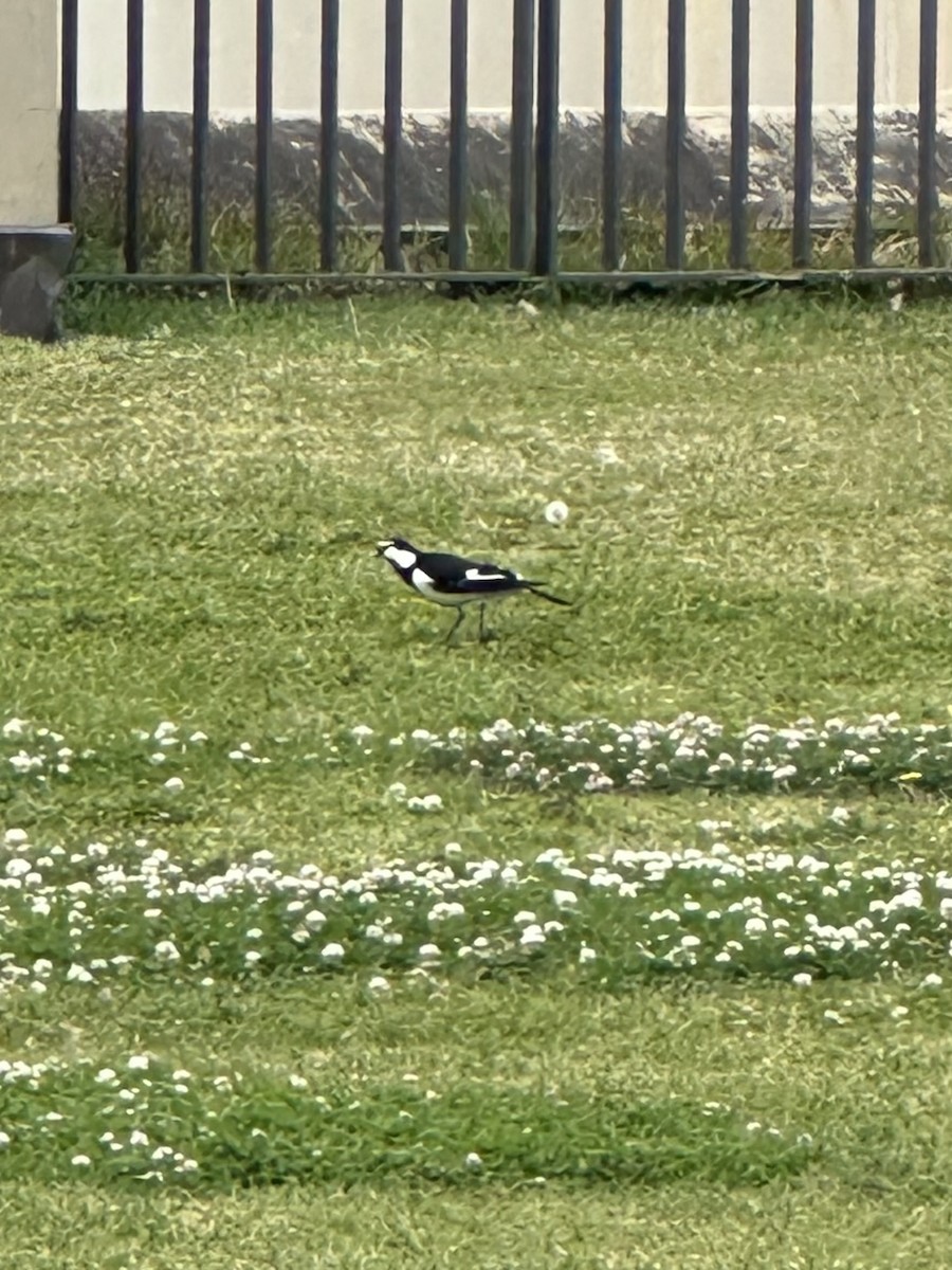 Magpie-lark - ML642119369