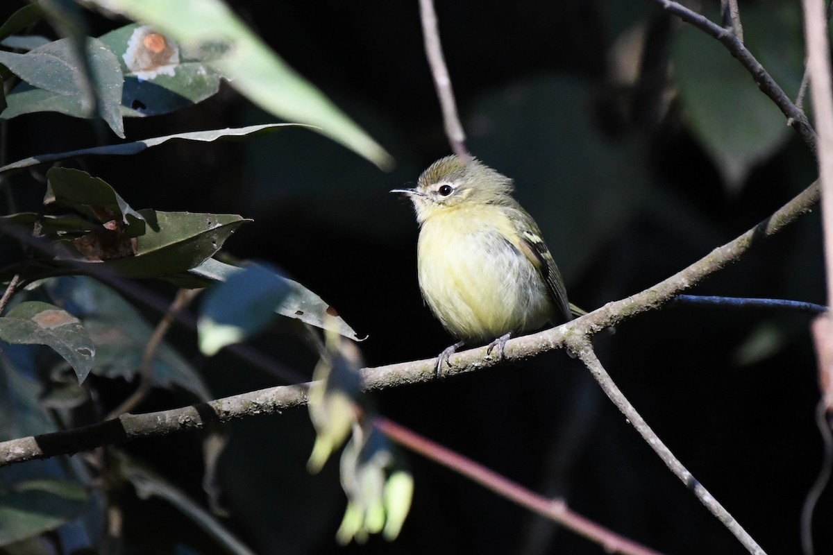 Mottle-cheeked Tyrannulet - ML642119371