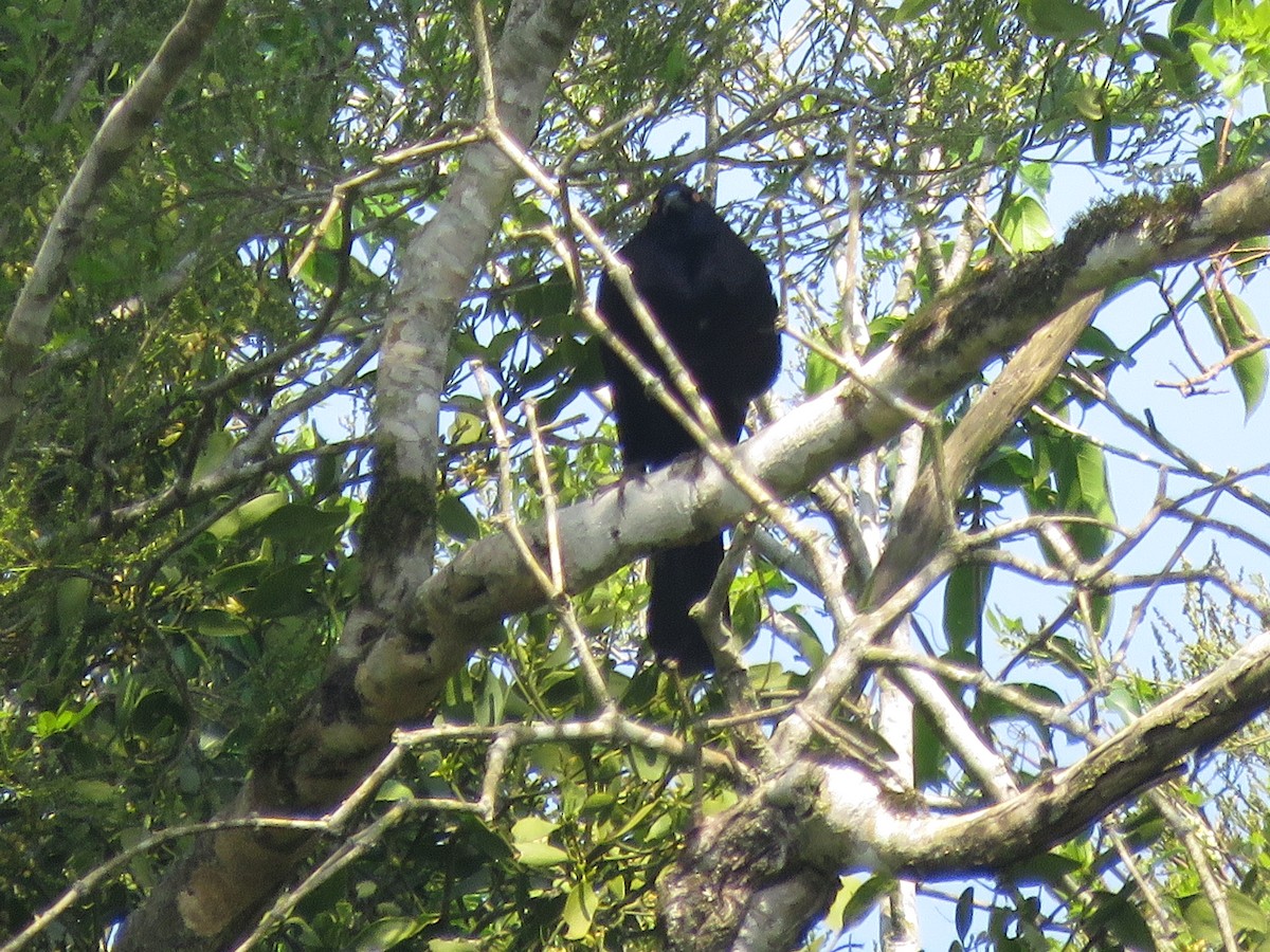 Giant Cowbird - ML642119381