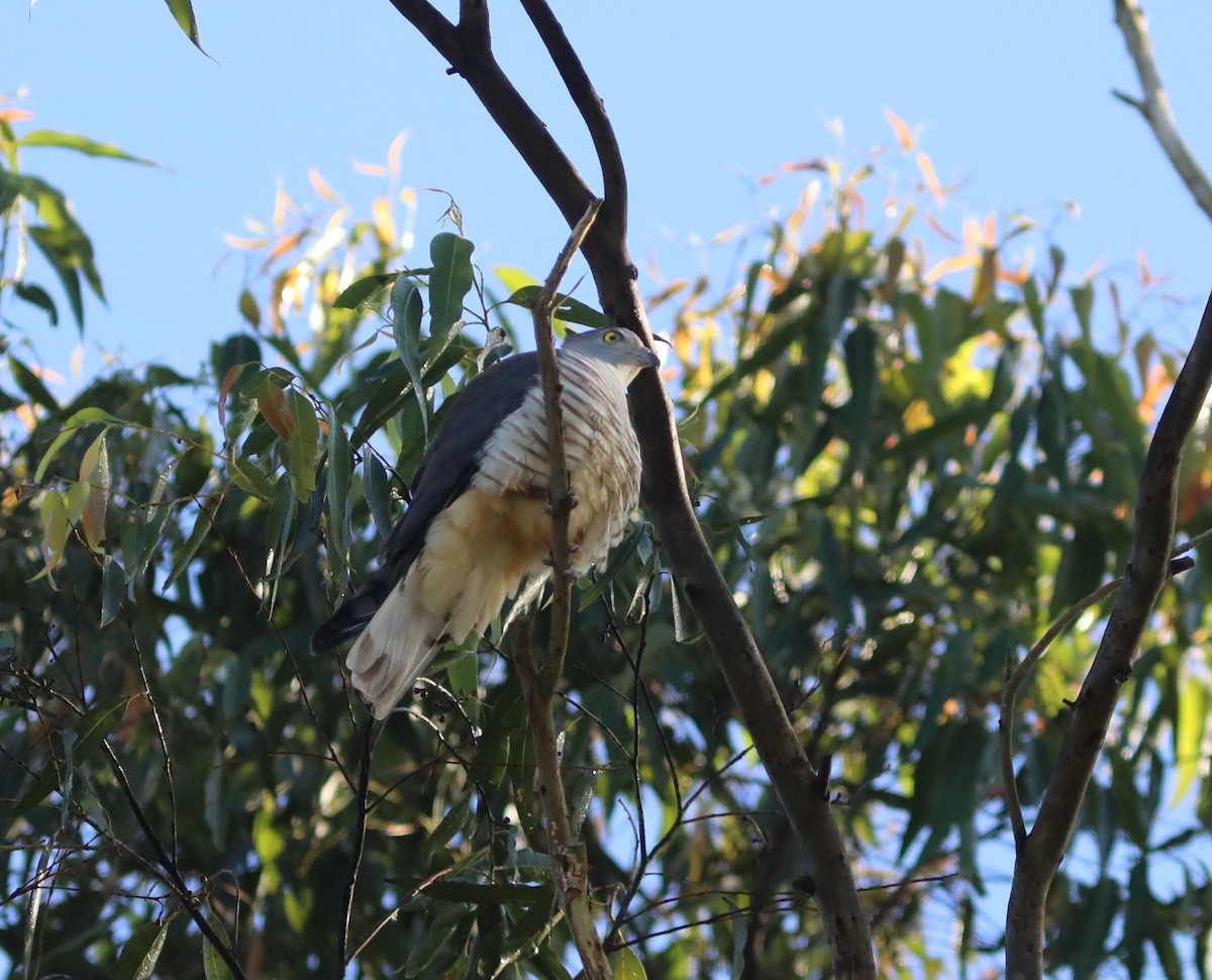 Pacific Baza - ML642119387