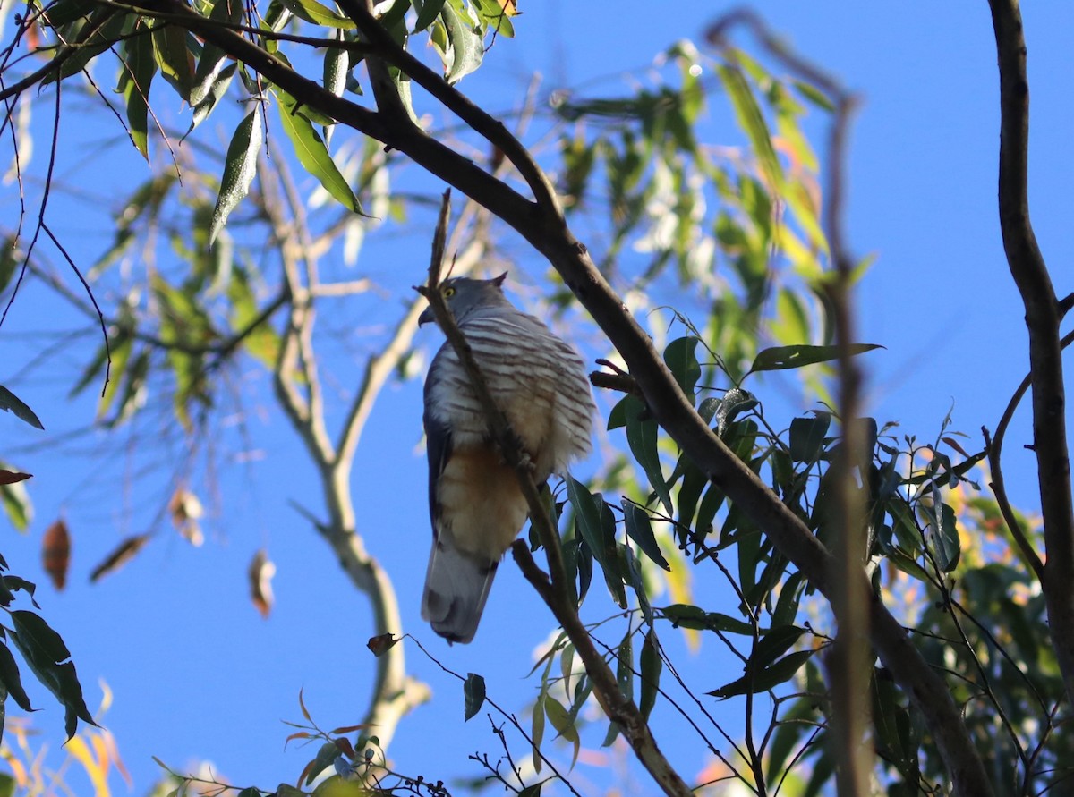 Pacific Baza - ML642119388