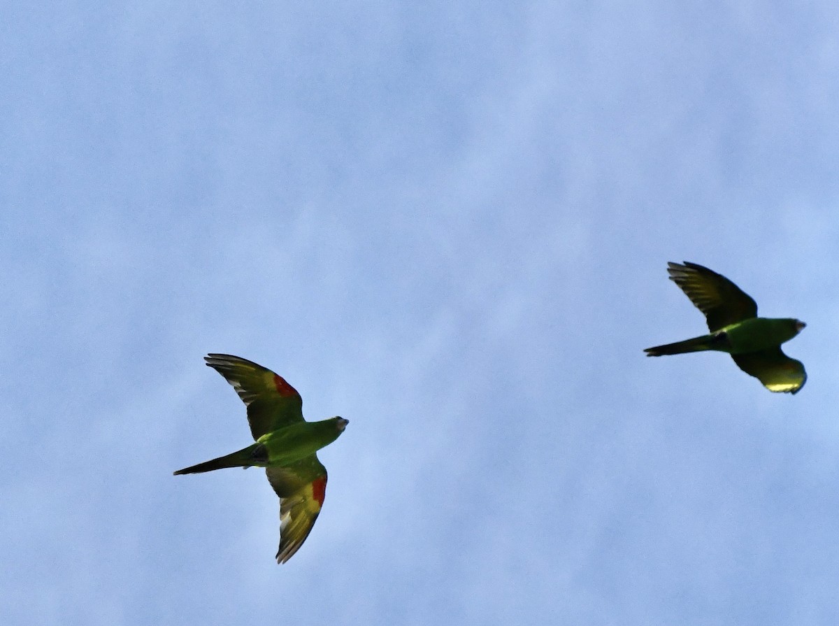 White-eyed Parakeet - ML642119392