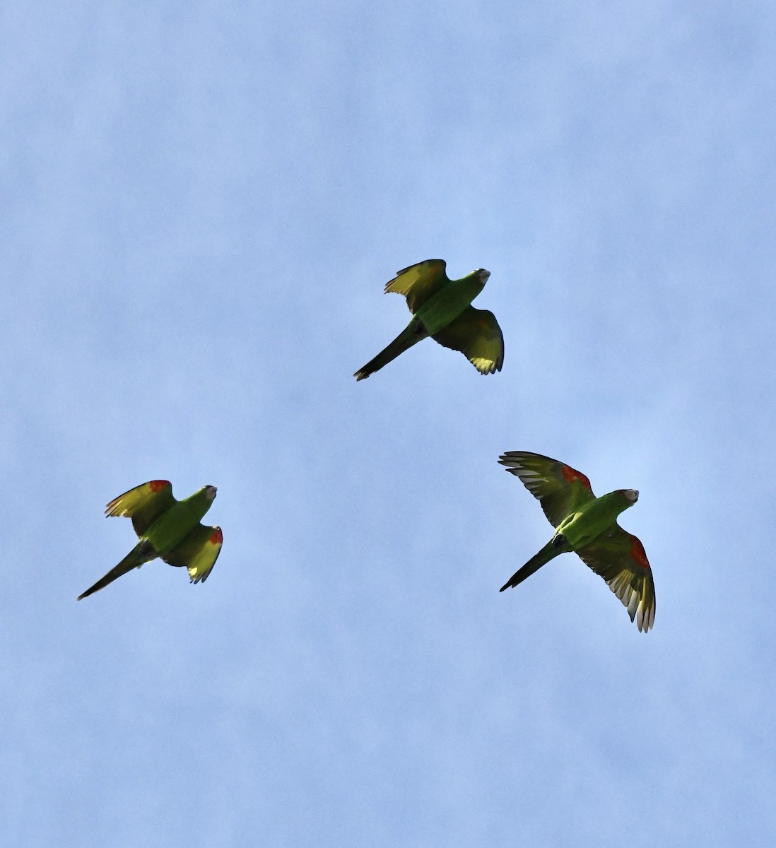 White-eyed Parakeet - ML642119393