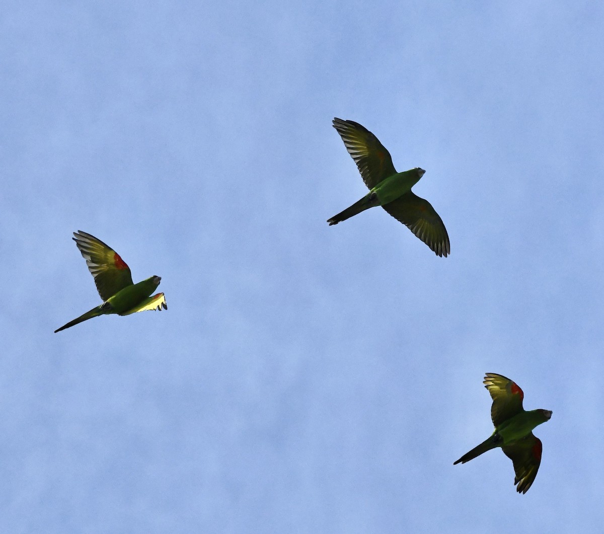 White-eyed Parakeet - ML642119394
