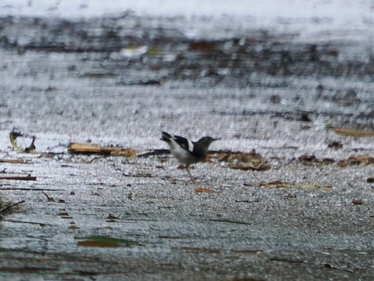 Slaty-backed Forktail - ML642119398