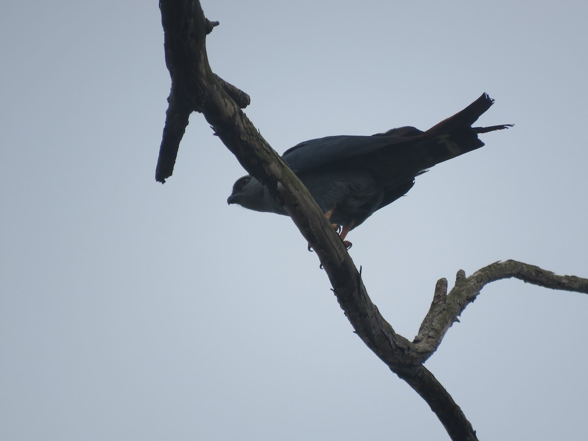 Plumbeous Kite - ML642119401