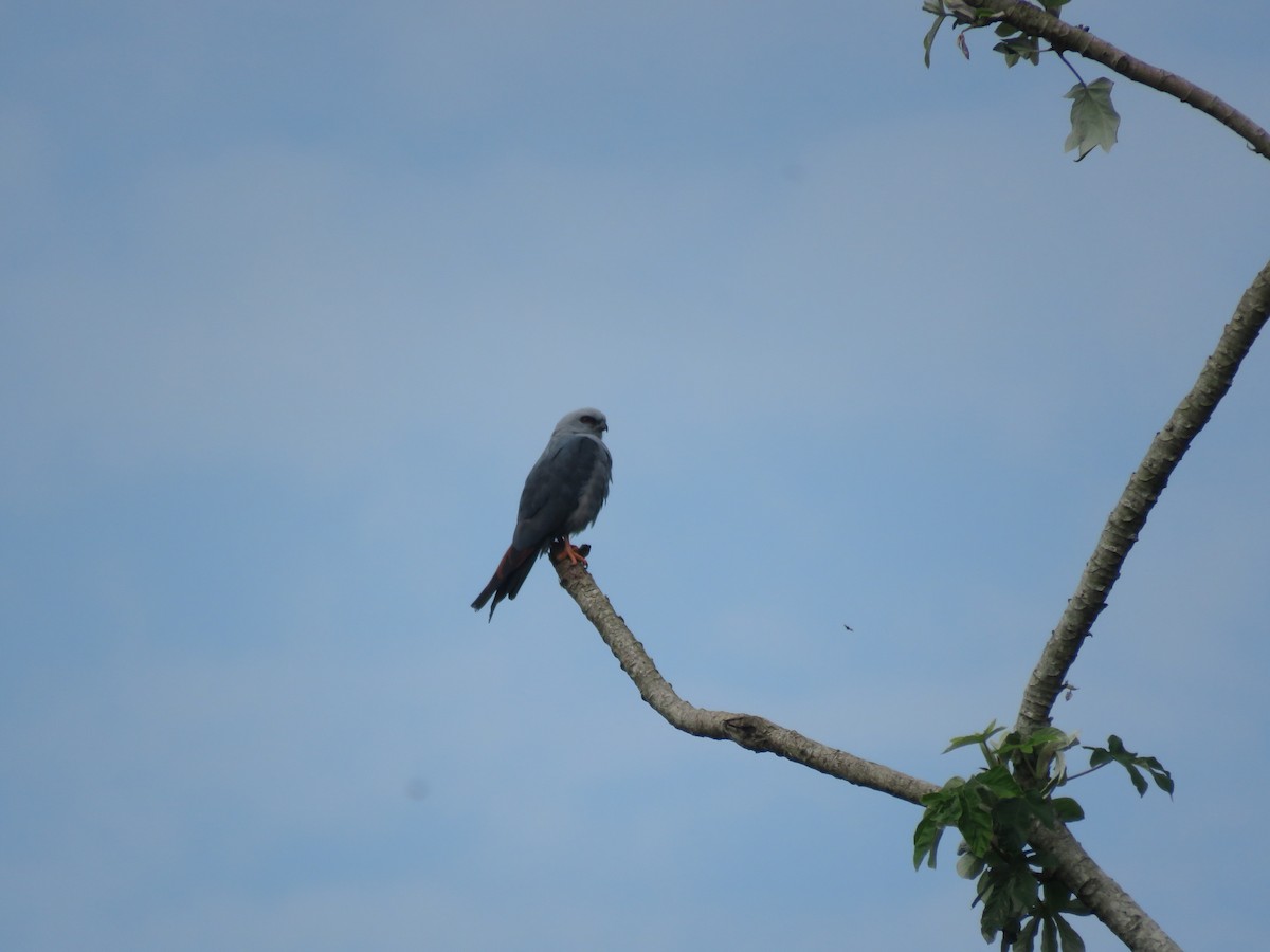 Plumbeous Kite - ML642119402
