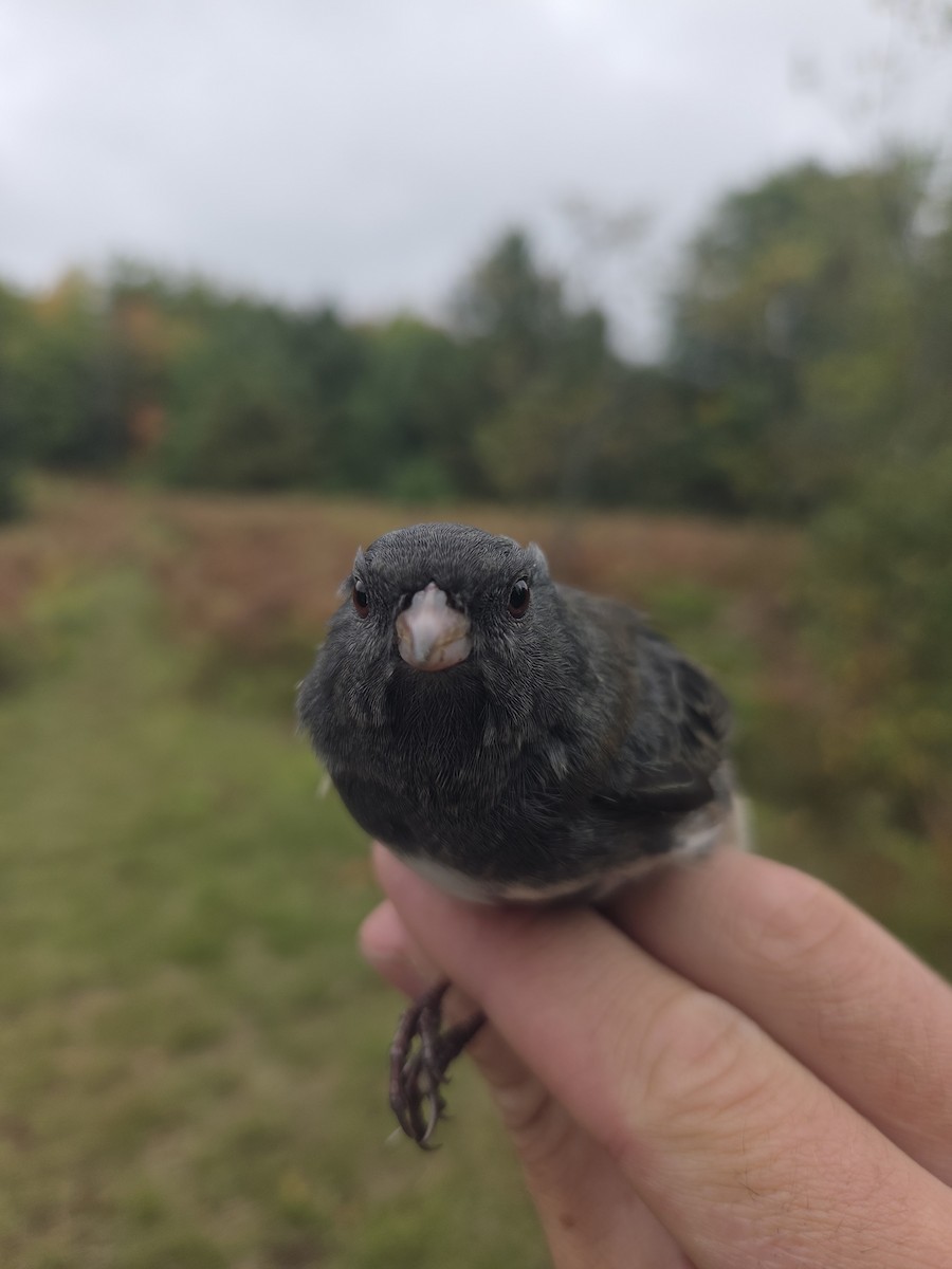 Dark-eyed Junco - ML642119418