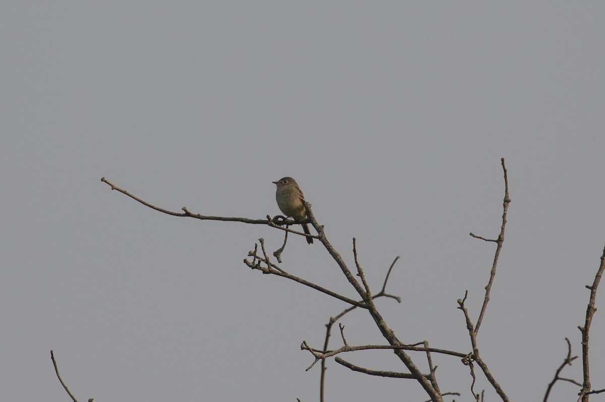 חטפית Empidonax בלתי-מזוהה - ML642119438