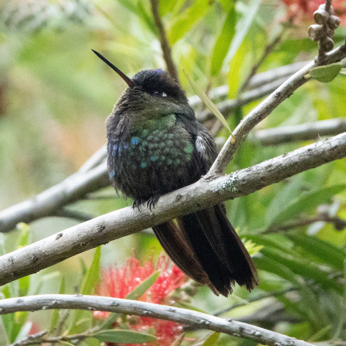 Fiery-throated Hummingbird - ML642119440