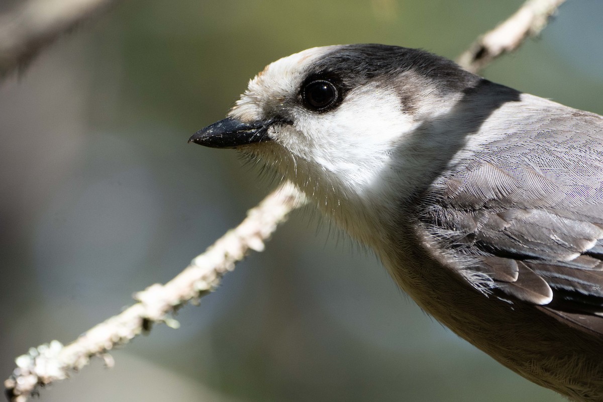 Canada Jay - ML642119444