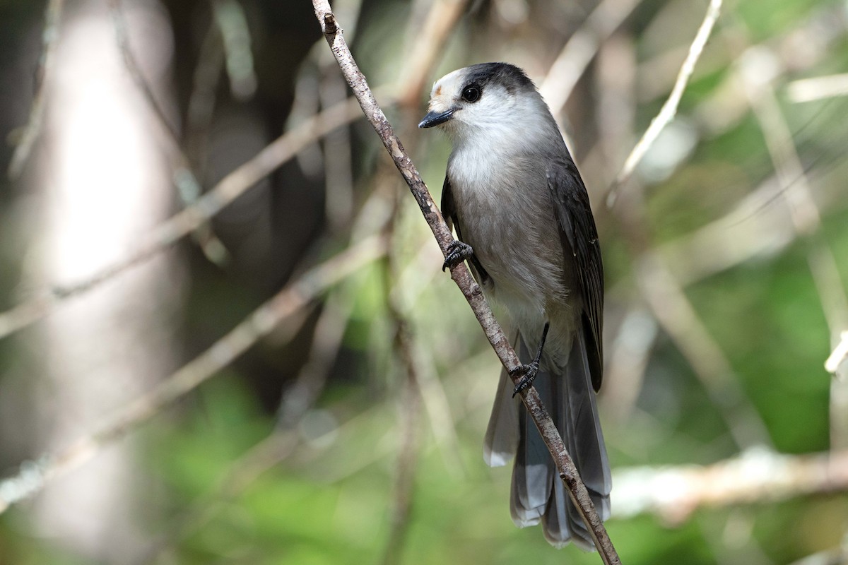 Canada Jay - ML642119445