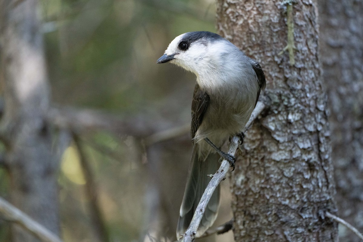 Canada Jay - ML642119446