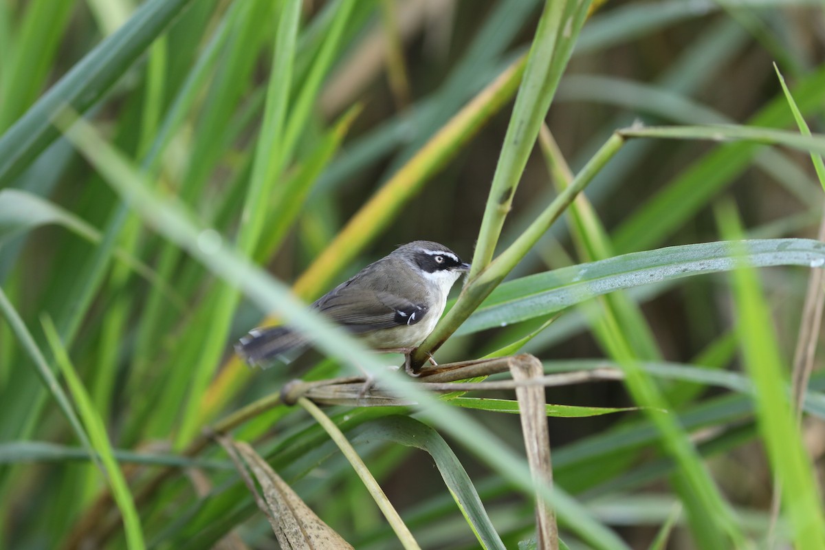 White-browed Scrubwren - ML642119448