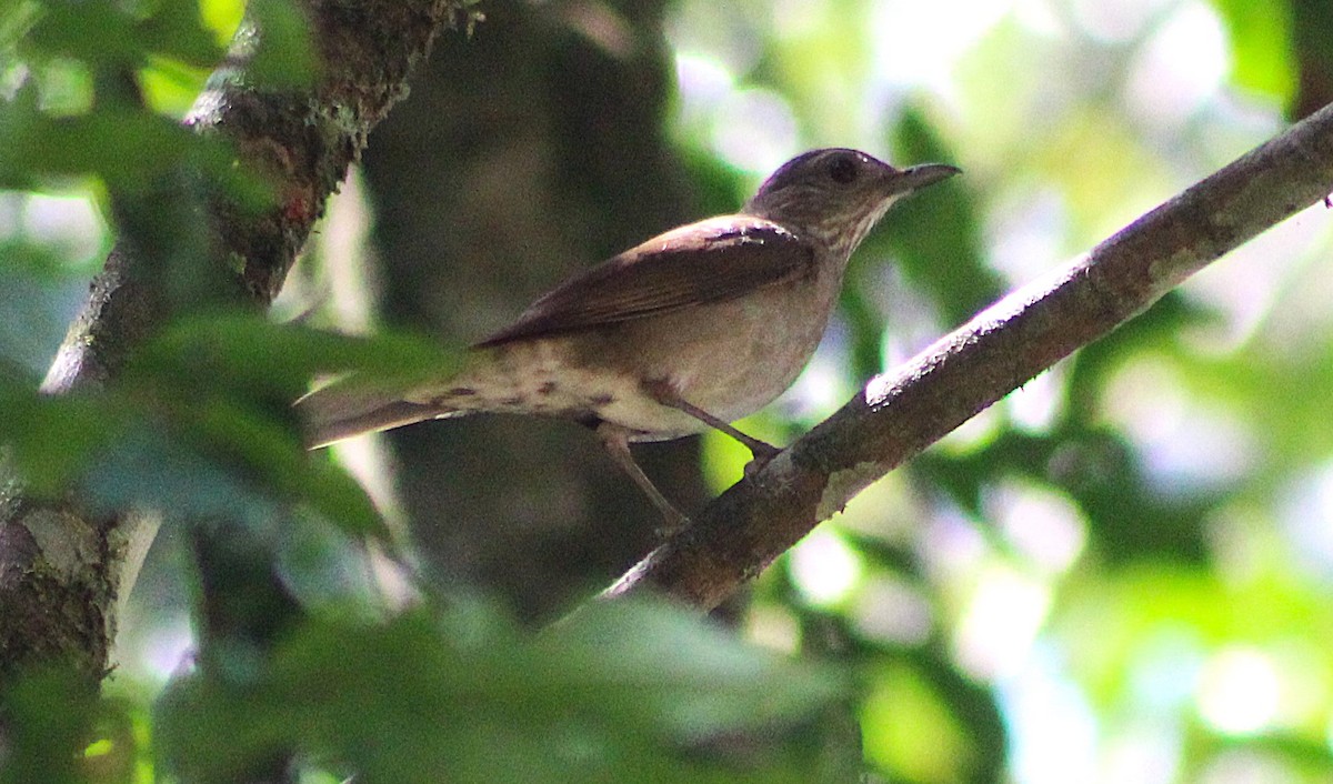 Pale-breasted Thrush - ML642119451