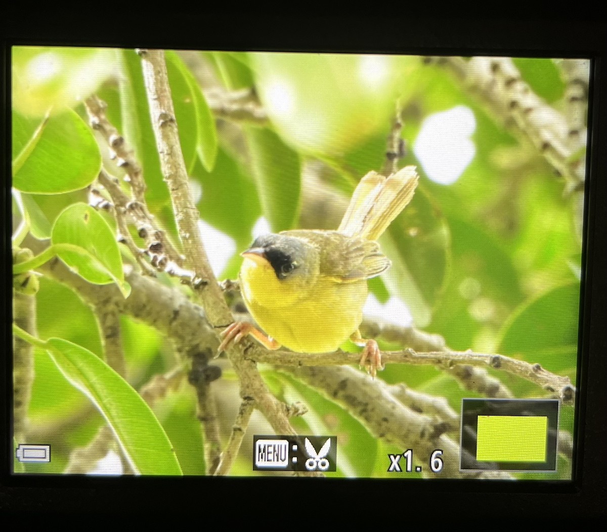 Gray-crowned Yellowthroat - ML642119452