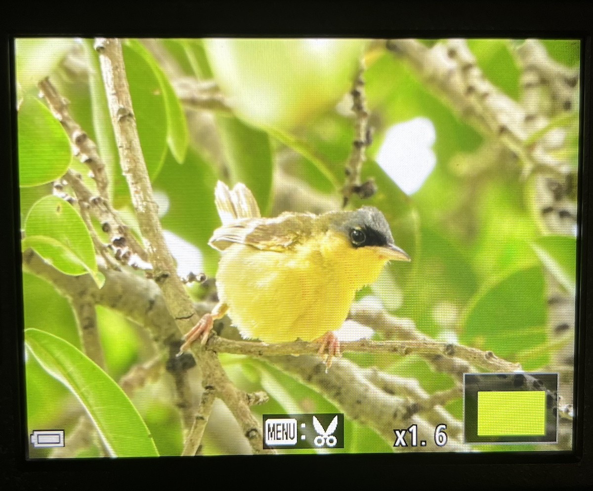 Gray-crowned Yellowthroat - ML642119453