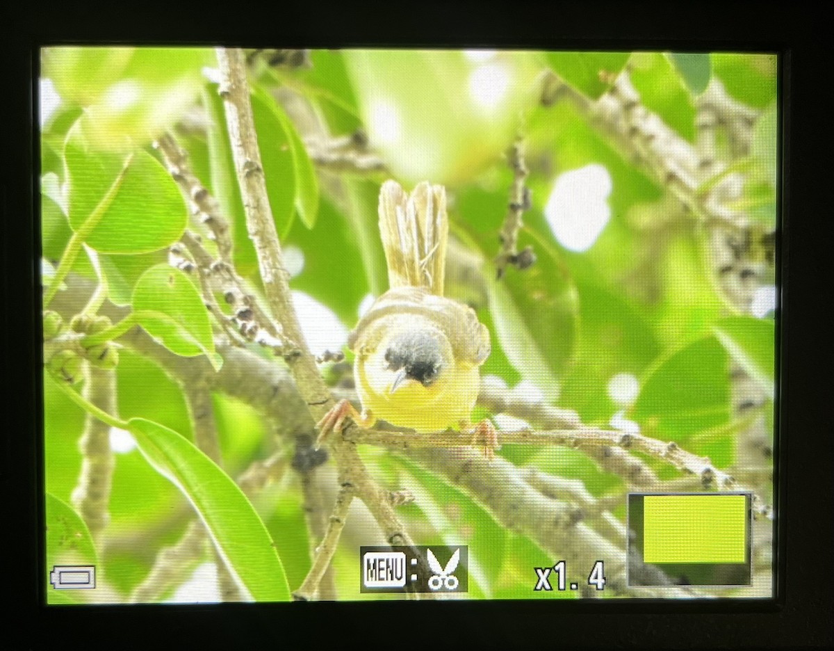 Gray-crowned Yellowthroat - ML642119454