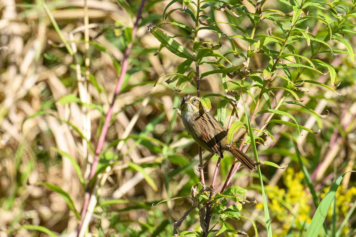 Swamp Sparrow - ML642119463