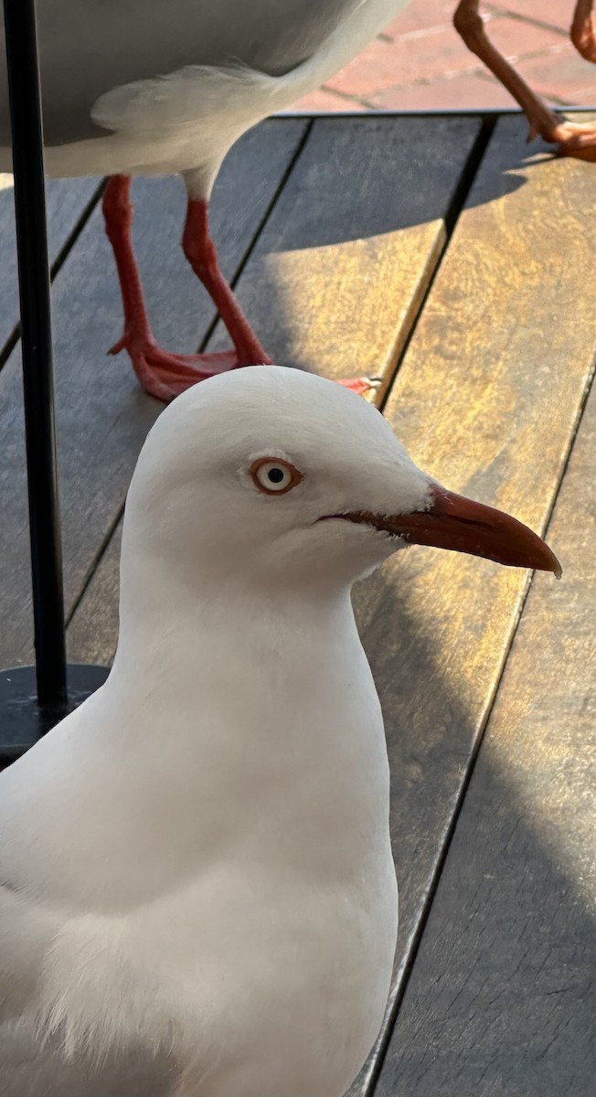 Silver Gull - ML642119480