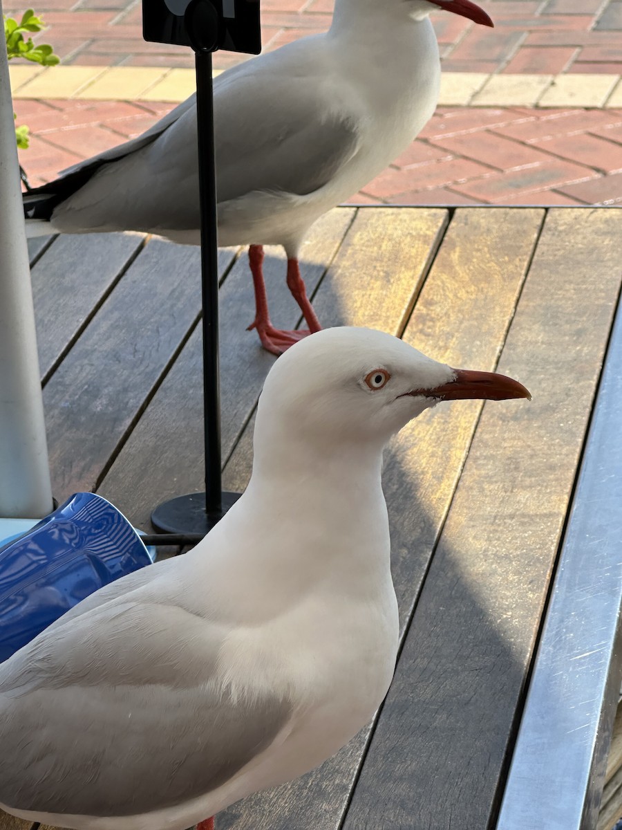 Silver Gull - ML642119481