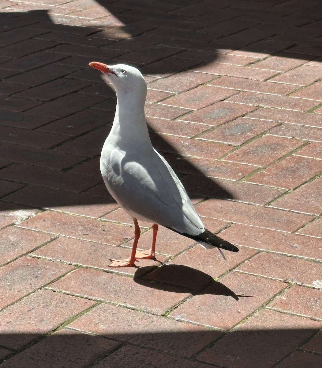 Silver Gull - ML642119483