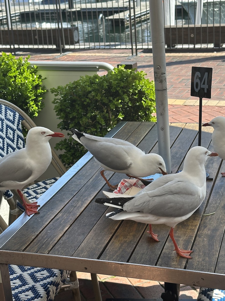 Silver Gull - ML642119484