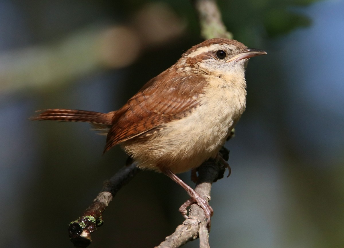 Carolina Wren - ML642119507
