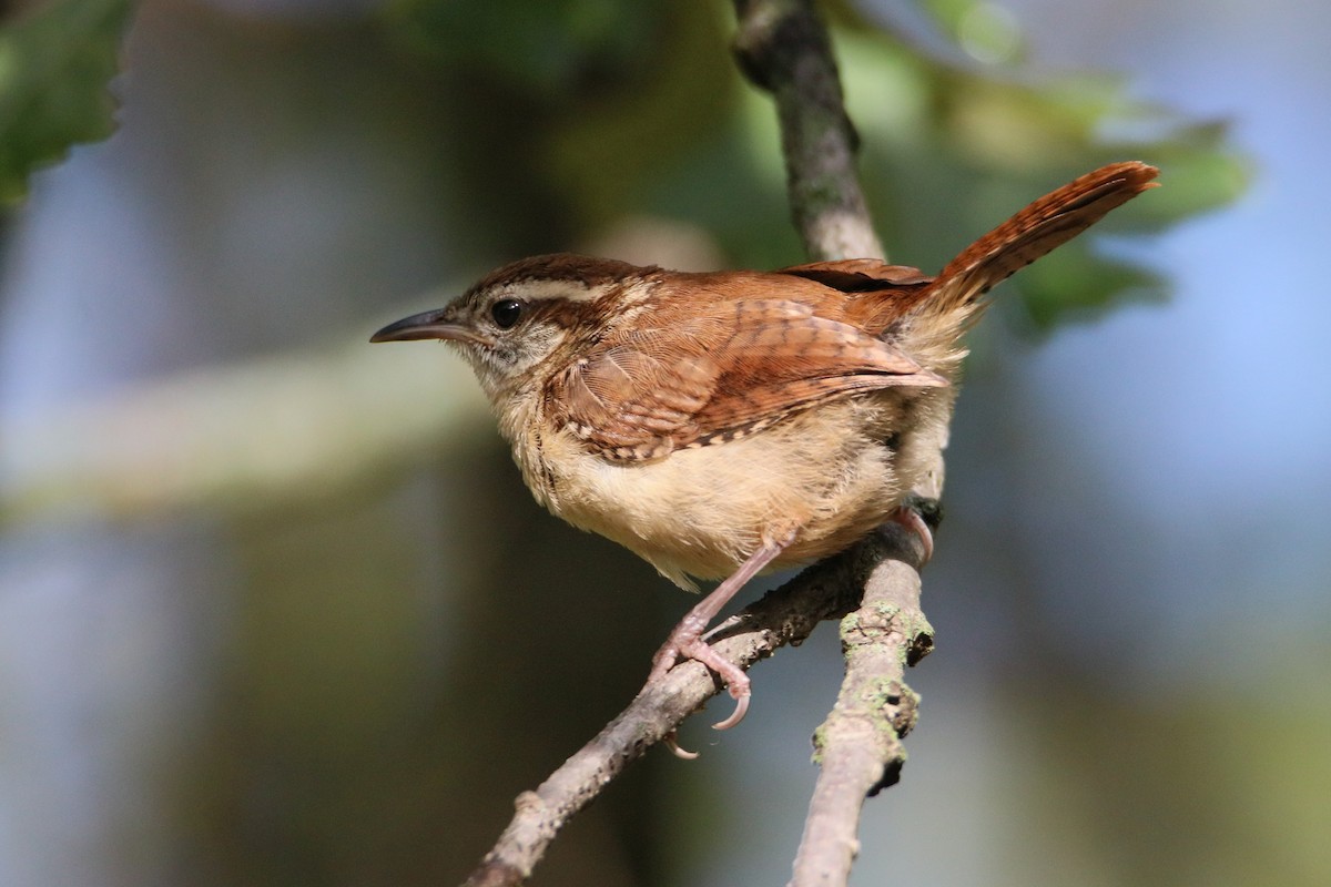 Carolina Wren - ML642119517