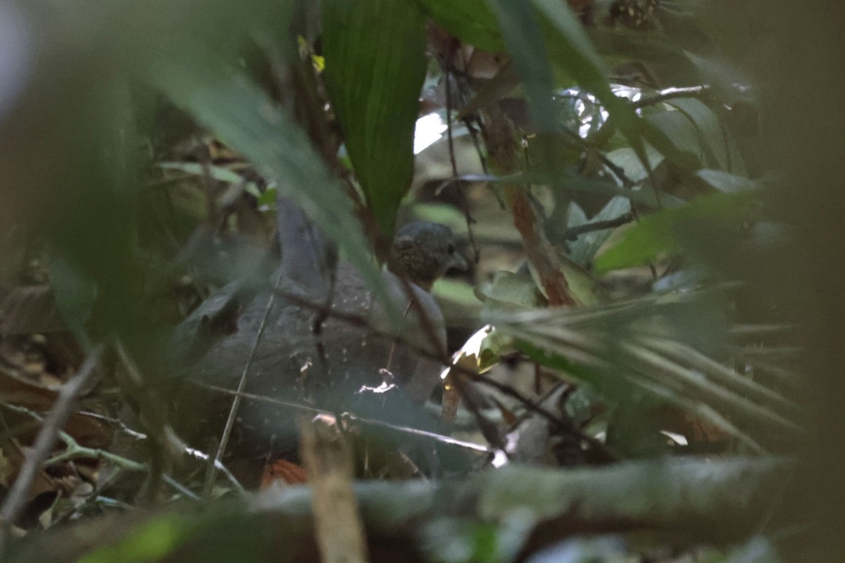 White-throated Tinamou - ML642119530