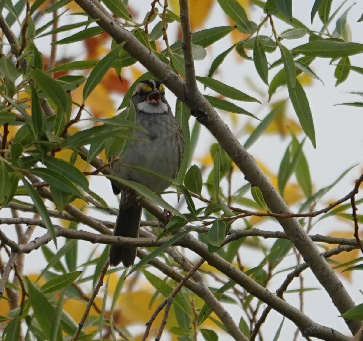 Chingolo Gorjiblanco - ML642119532