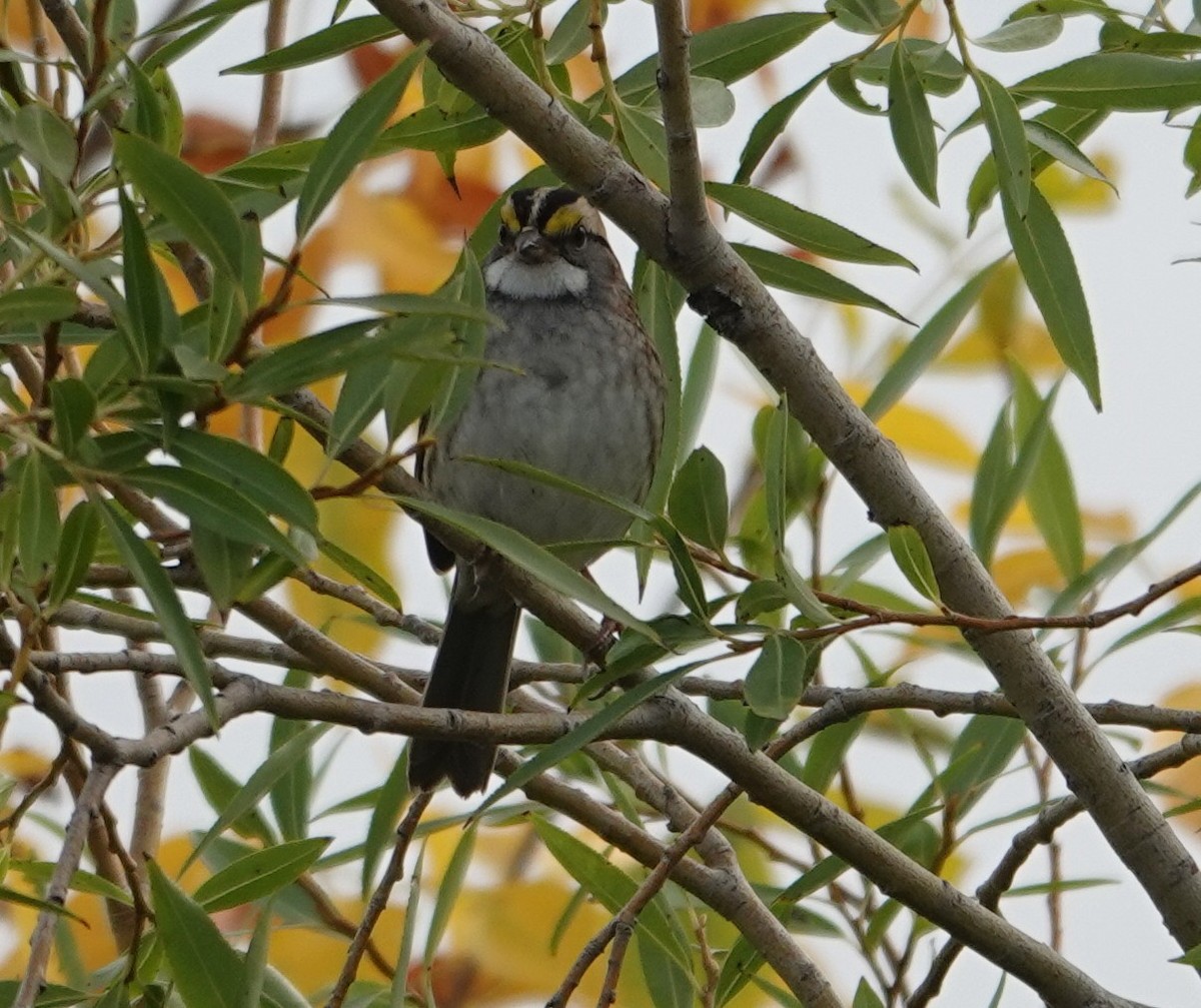 Chingolo Gorjiblanco - ML642119533