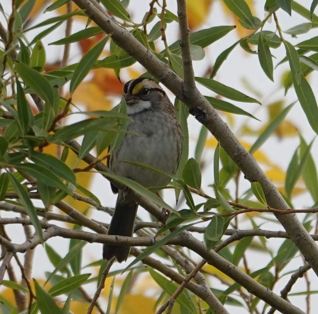 Chingolo Gorjiblanco - ML642119534