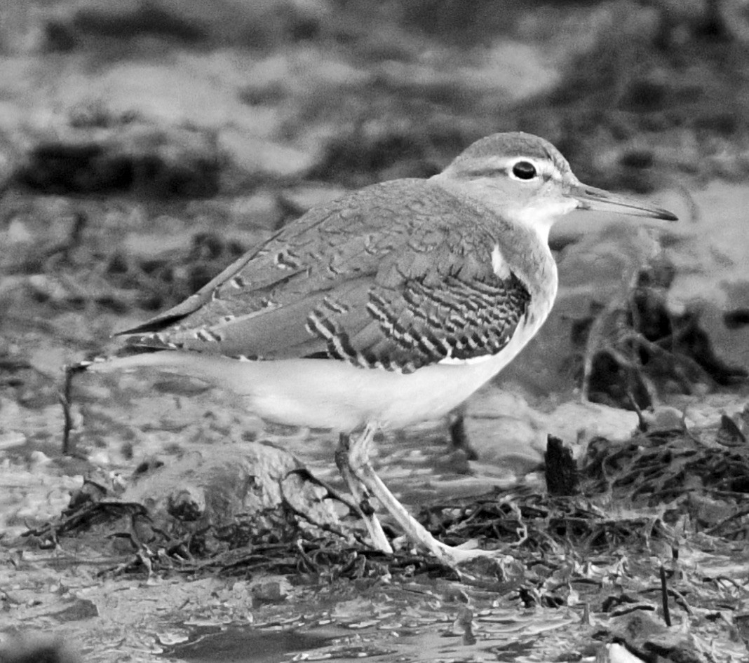 Andarríos Maculado - ML642119556