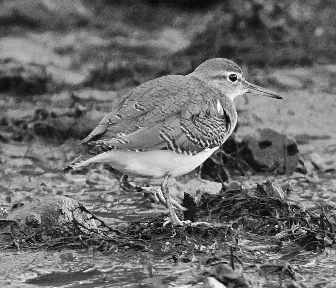 Andarríos Maculado - ML642119557
