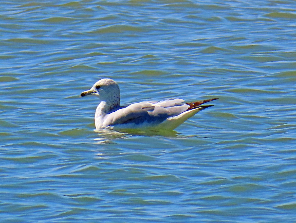 Gaviota de Delaware - ML642119558
