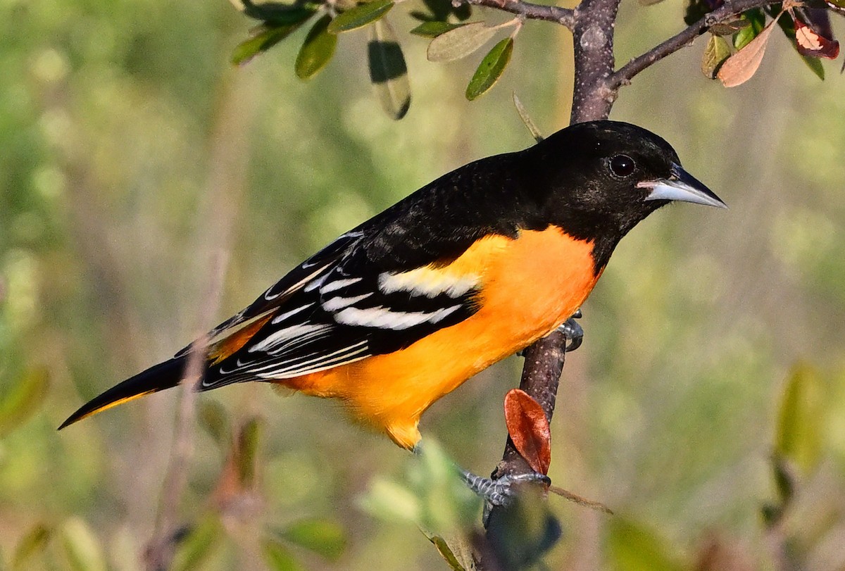 Turpial de Baltimore - ML642119561