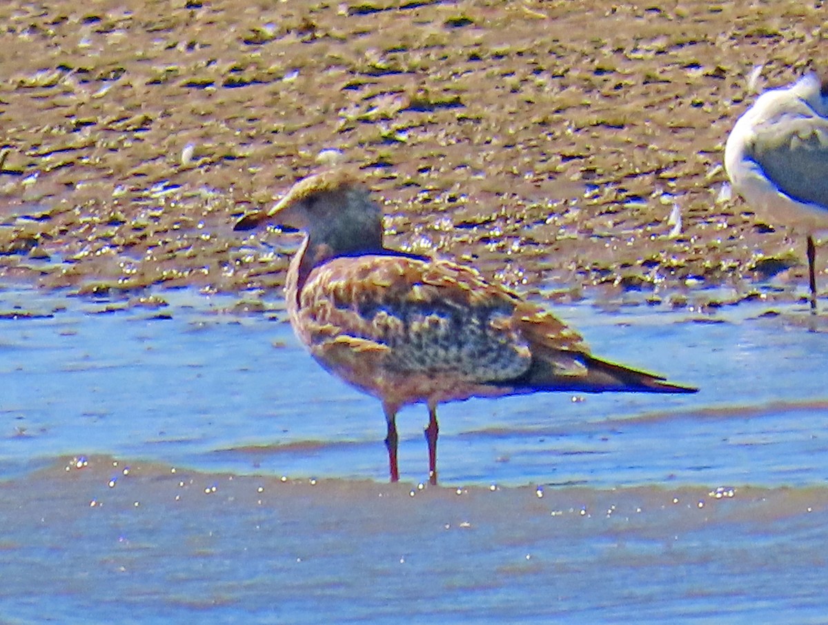 Gaviota Californiana - ML642119568