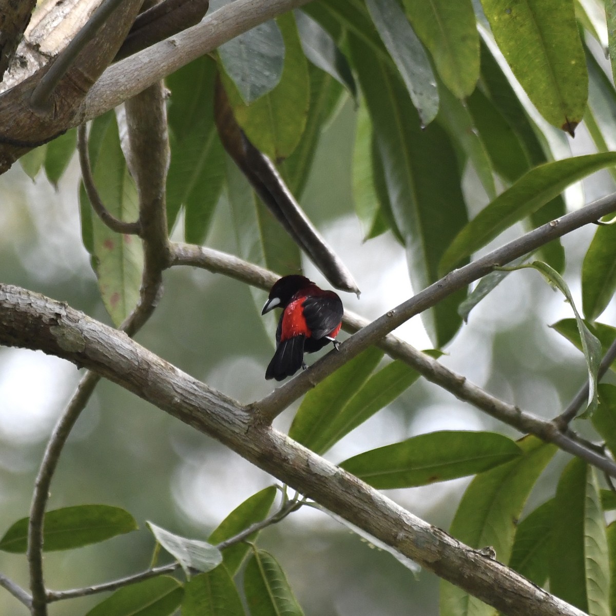 Tangara Dorsirroja - ML642119574