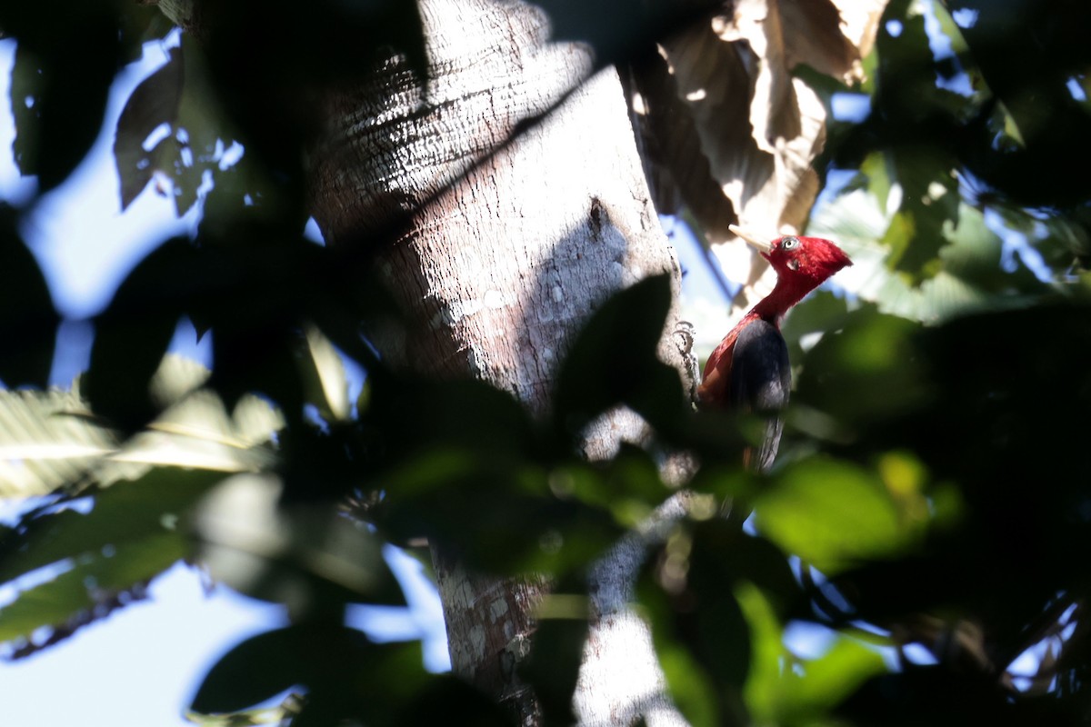 Red-necked Woodpecker - ML642119592