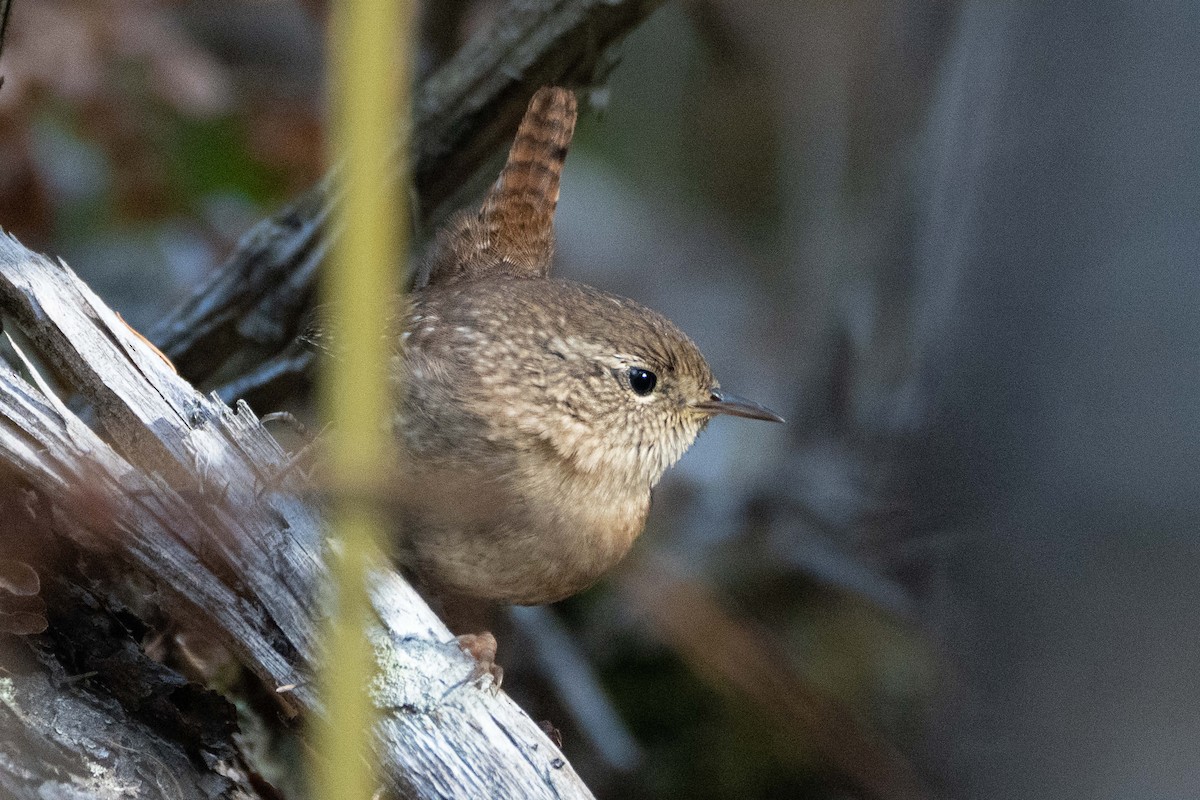 Winter Wren - ML642119608